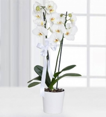 Çift dal beyaz orkide